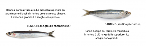 Acciughe alici sardine