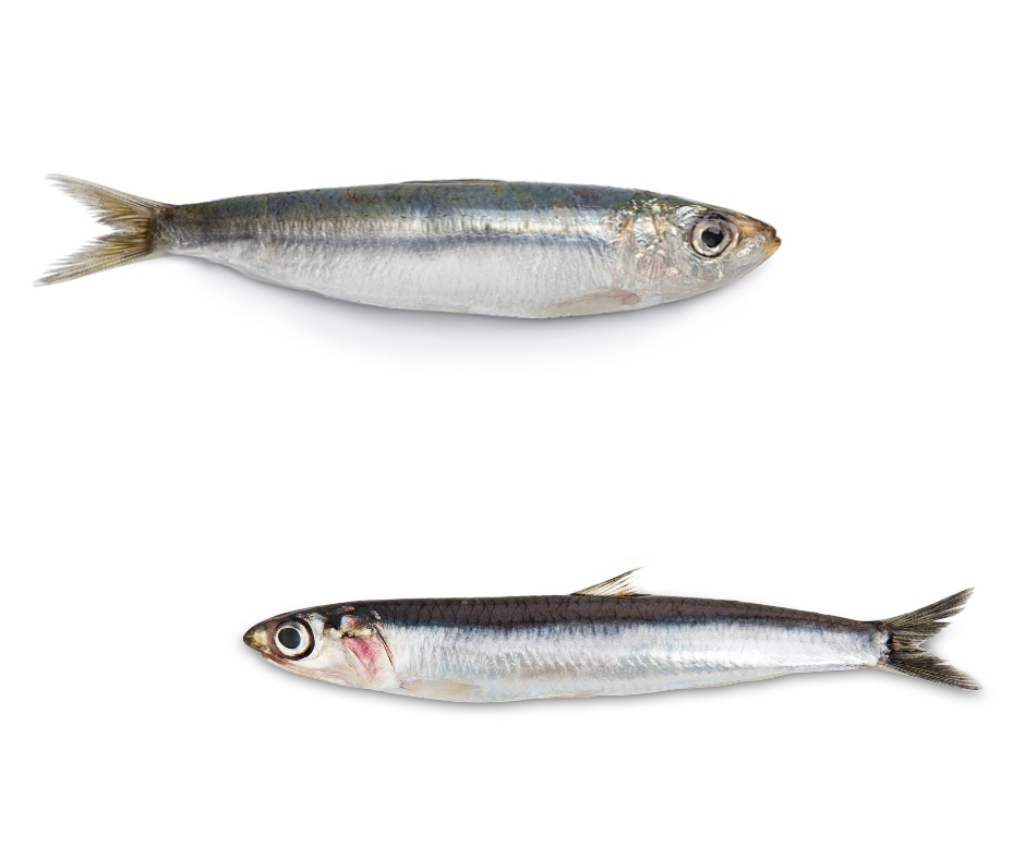 Acciughe alici sardine bocarte boqueron