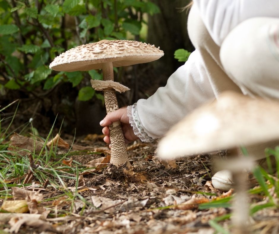 Intossicazione da funghi: cosa fare