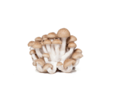 Funghi Shimeji freschi Testa marrone
